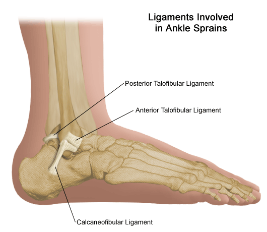 ankle_anatomy