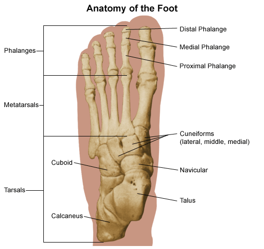 foot_anatomy